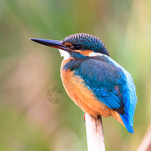 鸟动物园男性野生动物荒野公园山雀蓝色森林羽毛天空图片
