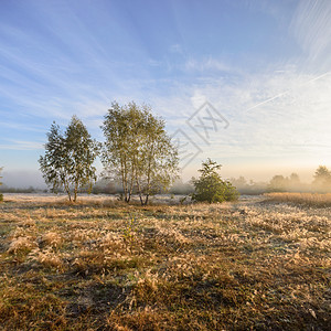 湖附近的雾薄雾叶子日落植物国家阳光季节场景环境森林图片