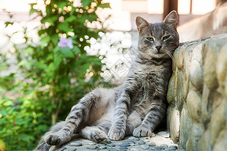 灰色的标签街道楼梯哺乳动物虎斑脚步岛屿毛皮小猫石头猫科动物图片