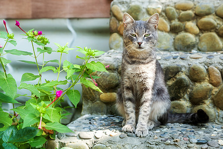 灰色的标签哺乳动物毛皮楼梯街道石头小猫宠物猫科动物岛屿动物图片