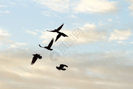 鸟类天空墙纸太阳蓝色生活日落编队羽毛团体季节图片