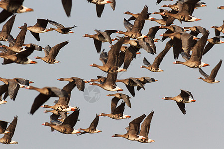 鸟类运动动物群编队野生动物翅膀自由飞行生活荒野蓝色图片