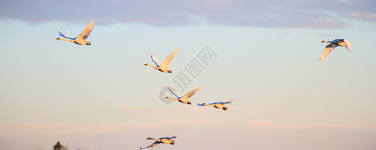 鸟类团体羽毛季节太阳编队天空蓝色生活自由荒野图片
