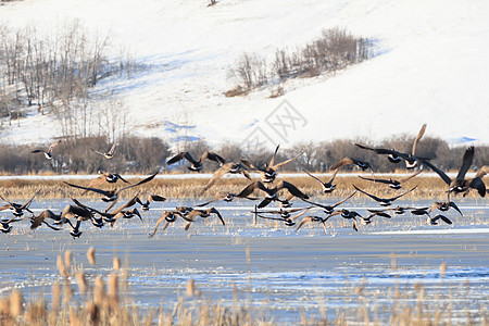 鸟类野生动物翅膀天空团体荒野日落墙纸太阳季节蓝色图片