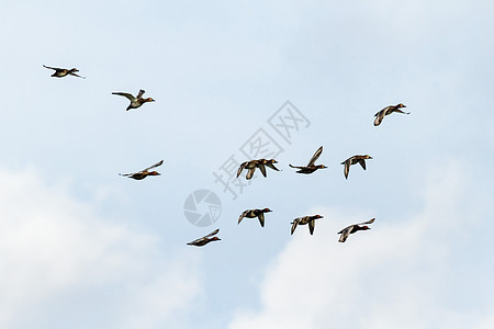 鸟类自由运动墙纸蓝色飞行翅膀团体野生动物生活动物图片