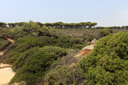 西班牙的荒野干旱风景场景旅行森林远足蓝色自然天空植物图片