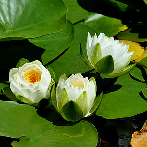 夏荷花白水 Lilyly园艺植物学叶子花瓣背景