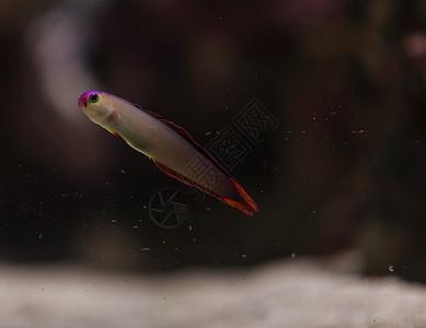 紫冠消防鱼 内甲不列奥特里斯观赏鱼珊瑚礁水族馆热带鱼海洋装饰线海鱼热带图片