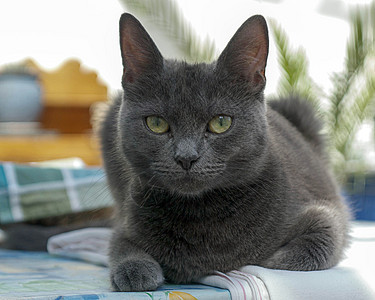 猫类灰色宠物哺乳动物动物图片