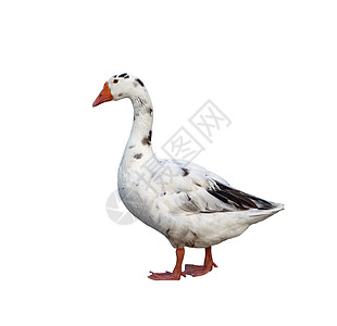 白鹅农场农业甘德羽毛水禽家禽白色蹼状动物家畜图片
