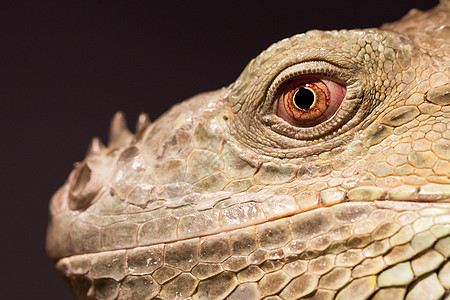 绿蜥蜴休息室的近距离特写眼睛爬虫绿色冒充爬行动物鬣蜥图片
