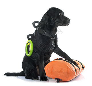 救援拉布拉多检索器猎狗救生圈成人宠物女性救生员黑色动物小狗配饰图片