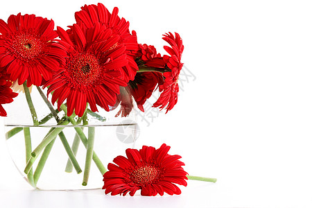 玻璃花瓶中的红色发烧小仙子季节生长花园向日葵工作室植物雏菊生活植物群花瓣图片