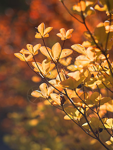 金色的秋天树叶季节叶子背光逆光植物群金子背景图片