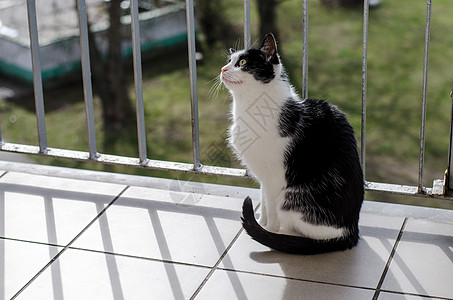 在阳台上的猫背景图片