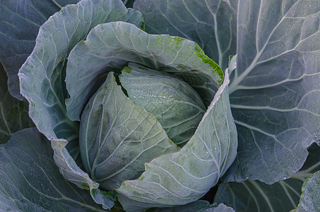 新鲜收成的卷心菜农业园艺花园食物沙拉蔬菜农场植物白色生长图片