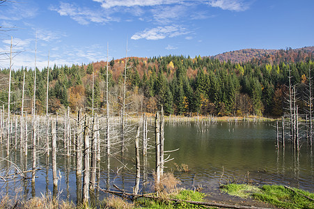 湖中枯树图片