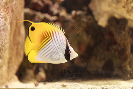 丝鳍蝴蝶鱼游泳蓝色热带盐水红色海洋生物潜水海洋动物黄色图片
