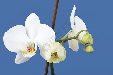 白兰花的浪漫分枝植物情调宏观展示花束植物群枝条热带投标礼物图片