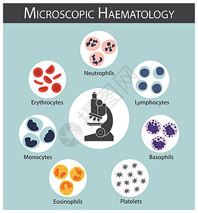 显微血液学 红细胞 红细胞 白细胞 淋巴细胞 中性粒细胞 单核细胞 嗜酸性粒细胞 嗜碱性粒细胞 血小板 血细胞系列概念和信息图表图片