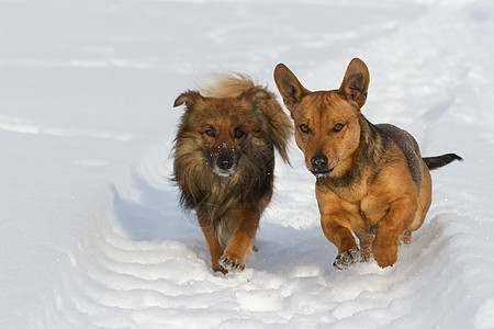 有趣的狗边界伴侣宠物斗牛犬猫科动物犬类情感动物头发小狗图片