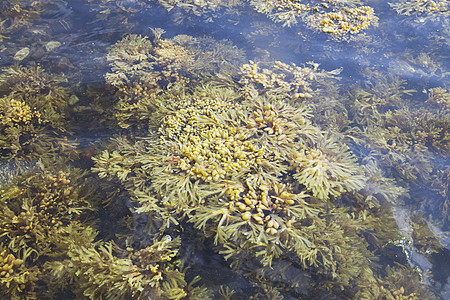 白海海域蓝色海洋岩石藻类植物群野生动物海草海藻环境水平图片