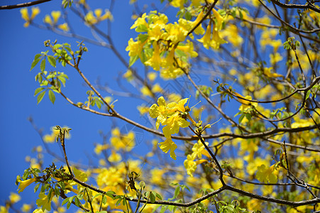 黄色 Tabebuia 背景高清图片