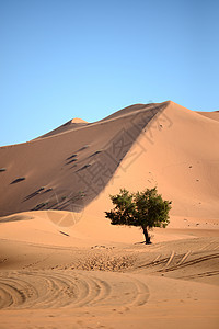 荒漠沙漠旅游荒野晴天寂寞太阳沙丘旅行骆驼地平线图片