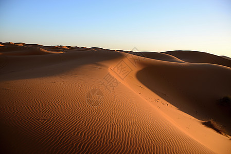 荒漠沙漠寂寞太阳沙丘晴天旅行地平线荒野旅游骆驼图片