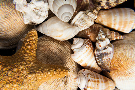 壳壳闭合贝壳海景旅游假期海滩动物热带旅行生活团体图片