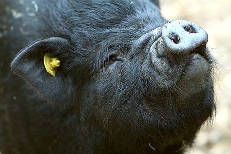 猪手表公猪水平野生动物动物棕色鼻子黑色哺乳动物头发图片