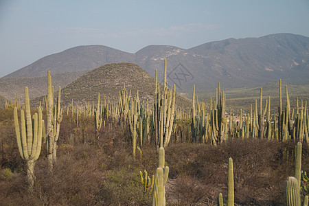 Saguaro 仙人掌蓝色水平荒野环境沙漠绿色植物天空旅游图片