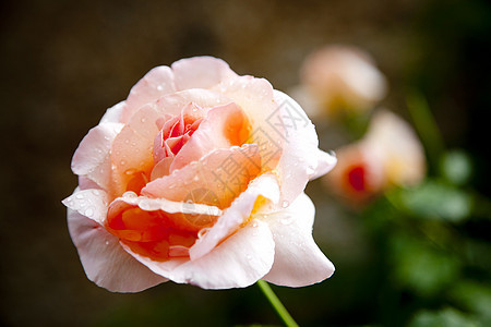玫瑰水平黑色背景生长橙子粉色背景图片