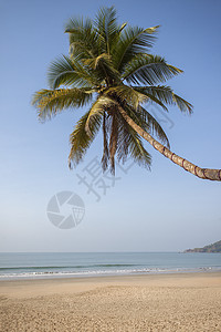 海滩地平线天空海岸线热带海景棕榈椰子蓝色色彩冲浪图片