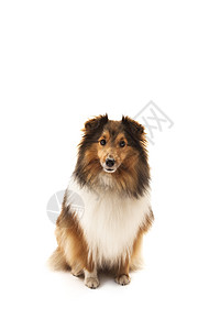 谢特兰牧羊犬棕色纯种狗动物主题个性忠诚宠物智力黑色白色图片
