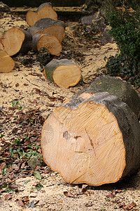 木头环境人类森林木材业对象绿色力量活力工作危险图片