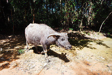 水牛岛野牛情调野生动物绿色牧场奶牛水牛旅行雄性热带图片
