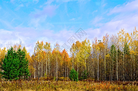 森林秋天和蓝天空图片