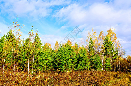森林秋天 有松树和蓝蓝天空图片