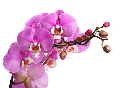 粉红花兰花花紫色粉色热带白色背景图片