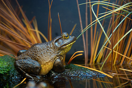 青蛙在草地上环境动物群沼泽宏观两栖动物生活野生动物荒野蟾蜍照片图片