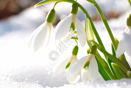 春雪花花植物草地植物群森林花瓣生长团体花束生活季节图片