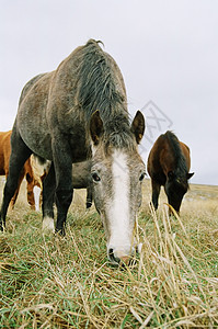 马在嚼草身体地平线骑术体育馆城市眼睛场景鬃毛哺乳动物马蹄铁图片
