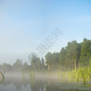 河流叶子生态季节太阳木头公园石头流动环境场景图片