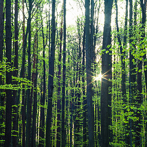 树木树场景太阳风景天空季节森林土地美丽生长木头图片
