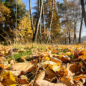 森林叶子季节蓝色木头天空墙纸射线环境风景树木闪耀高清图片素材