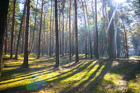 森林蓝色场景叶子公园晴天植物木头天空太阳小路图片