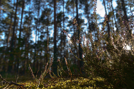 森林太阳射线阳光场景季节植物蓝色叶子墙纸天空小路高清图片素材