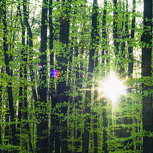 树木树美丽生长地平线场景太阳天空木头蓝色阳光生态图片