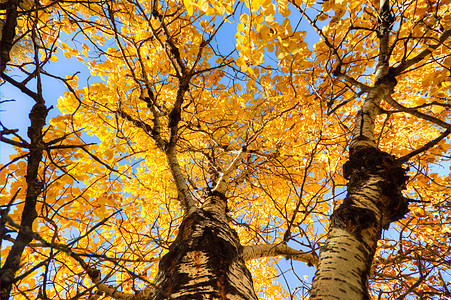 森林天空蓝色树木木头公园场景风景晴天小路旅行图片